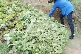 你向往田园生活，我家残疾哥哥最爱吃这种菜芯了。视频封面