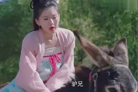 洛菲菲一口东北话驯驴，张嘴就是一股大碴子味，真是太逗了！视频封面