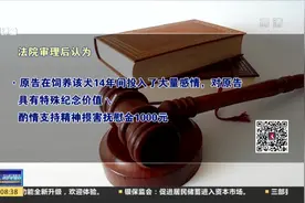 爱狗哈士奇被金毛犬咬死，狗主人愤怒索赔近8万，法院判了！视频封面