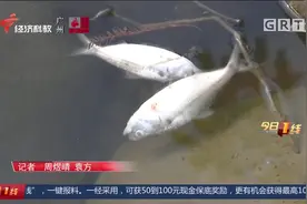 海水鱼误入淡水区，荷花池边鱼儿翻肚，都是被“淹死的”？视频封面