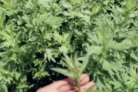 野生大艾叶和小艾叶的区别，农户们告诉我艾叶一年能收三茬！视频封面