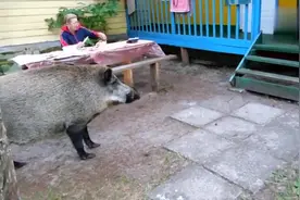 野猪不怕人，人也不怕野猪，这是什么情况视频封面