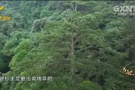 比彭祖还长寿的银杉树王，近千年树龄，被称为“植物界活化石”视频封面