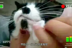 猫咪下巴有黑头？千万不要手贱乱挤！可以这样做视频封面