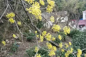 山区茶园边都喜欢栽这种开黄花的树，听听山里小伙解释是什么原因视频封面