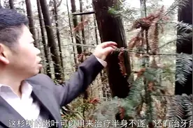 农村的杉树，农村做家具、建木房都用到它，但它的药用你知道吗？视频封面