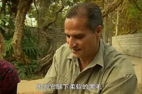 自然界的恶魔：狒狒蜘蛛的腿下有柔软的黑毛，就像狒狒的手指视频封面