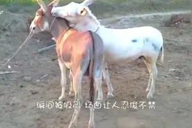 公毛驴第一次见到母毛驴时，瞬间被吸引，场面让人忍俊不禁视频封面