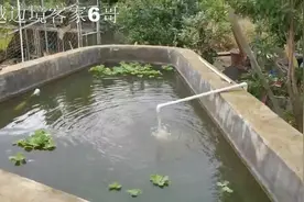 农村院子建个小鱼池养鱼，可以随便捞来吃，这样的农村生活很不错视频封面
