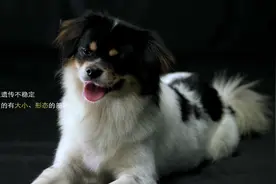 还瞧不起中华田园犬?在国外超受欢迎！同样是土狗,它们却地位悬殊视频封面
