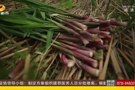 益阳：洞庭春已至，芦笋采摘正当时，力争实现综合产值40亿元视频封面