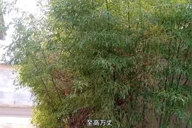 农村大门口种竹子好不好，有哪些讲究，听麦香说的对不对？视频封面