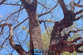 云南仅有的两座国家级文明城市，你知道是哪里吗？今天带大家溜达视频封面