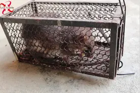 活捉一只超级大老鼠，有笼子那么大个，长50厘米，当宠物养如何？视频封面