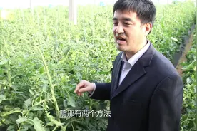 作物总是长疫病怎么办？进来学会疫病发病规律，轻松解决！视频封面