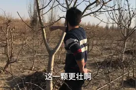 看阿龙五年前沙漠里种的核桃树，现在长啥样了？视频封面