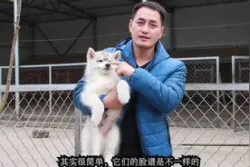 养犬小伙把狗卖到外地，竟然选了顺风车把狗带过去，靠谱吗视频封面