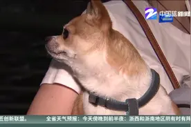宁波：夜查违法养犬  共立案38件视频封面
