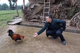 家里的公鸡今天突然开始啄人了，传说是吃了蜈蚣了，真是这样吗？视频封面