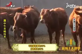 滇中牛 1：滇中牛饲养历史悠久，体型较小，属于肉役兼用型黄牛视频封面
