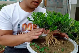 如何让米叶黄杨素材枝繁叶茂，施肥和放养都是很关键视频封面
