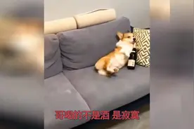 搞笑配音：哥喝的不是酒，是寂寞！视频封面
