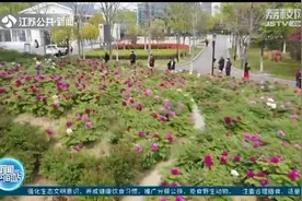 南京溧水牡丹园内，连片牡丹花美不胜收，吸引不少游客驻足观看！视频封面