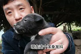 农村人怎么挑选到一条好土狗？看这两点，一挑一个准！视频封面