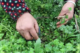 被誉为“皇帝菜”的蒿菜，具有很高的药用价值，妈妈煮给爸爸吃视频封面