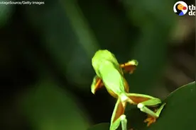 青蛙产卵孵化全过程视频封面