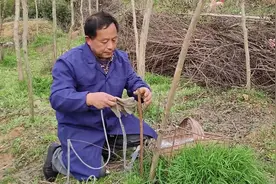 朋友打电话请教如何让歪树变直？老杨用钢筋加布条，两分钟搞定！视频封面