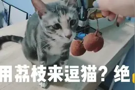 讲道理：皮猫想吃荔枝吗？答案是想但是手太小拿不动