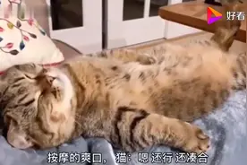 喵：二狗子，你过来，过来。看我不挠死你，挠死你~视频封面