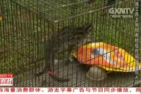 回家吧！广西重点保护动物豹猫在弄岗国家级自然保护区被放生视频封面