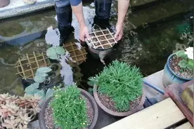 睡莲盆总是被鱼拱泥？简单几样东西，自己动手10分钟就能解决。视频封面