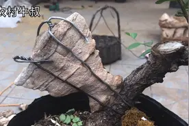 牛叔制作榆树附石，做出来的抱石既简单做又好看，真是太厉害了视频封面