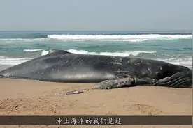 研究员拍见“鲸落”现象，一条鲸鱼沉尸海底可供生物生存上百年！视频封面