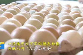 日产15万枚！济南这个“彩蛋村”不一般，鸡听摇滚乐下“七彩蛋”视频封面
