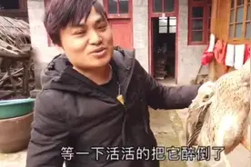 鸭子喝了酒还健步如飞，酒量挺大的