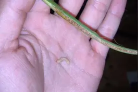 月季和蔷薇常见虫害，茎蜂，原来长这样！视频封面