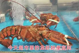 广西南宁，这个超市的波士顿大龙虾才79元一只，真的太便宜了视频封面