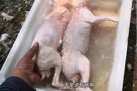安徽，福建的两个朋友要吃兔肉，给他们弄了10只视频封面