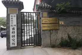 探访中国农业科学院蜜蜂研究所，都有啥好产品？结晶蜜听说过吧视频封面