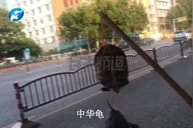 河南郑州：两只龟上千元！男子街头兜售野生保护动物“中华龟”？视频封面