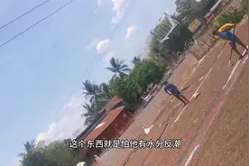 看看老挝运送药材要手续才能上路，本打算拖沙石因手续耽误一天视频封面