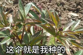 观赏芍药已经有小花苞了，再有一个月就可以销售鲜切花，希望大卖视频封面