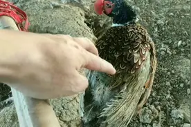 河南太康农村小伙养殖山鸡，走上富裕之路 ，一年能赚百十万视频封面