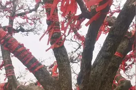 刘三去砀山梨树王风景区，看三百多年的大梨树，偶遇县长直播卖梨视频封面