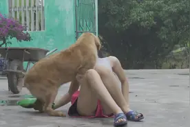 越南女孩护理聪明的金狗-狗食视频封面