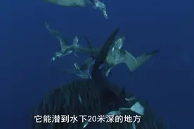 地球脉动第一季：海豚把鱼群赶到水面，猛鹄坐享其成视频封面